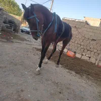 فروش اسب جوان