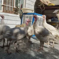 بوقلمون بیوتی|حیوانات مزرعه|همدان, |دیوار