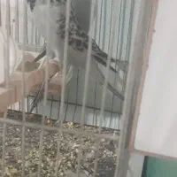 مرغ عشق انگلیسی|پرنده|تربت جام, فاز ۳ فرهنگیان|دیوار