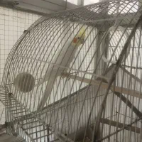 فروش عروس هلندی|پرنده|تهران, قلهک|دیوار