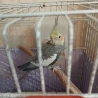 عروس هلندی نر