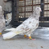 کبوتر کوهی دمسفید کرم۷پری