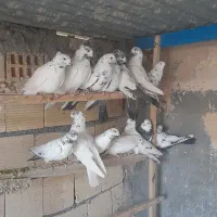 کبوتر پرشی تیرماه