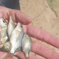 بچه ماهی کپور با ضریب رشد بالا