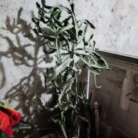 فروش تعدادی گل