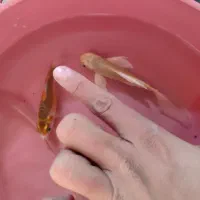 2 عدد کوی|ماهی|نجفآباد, یزدانشهر|دیوار