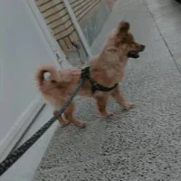 سگ پامر|سگ|قم, نخودی|دیوار