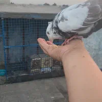 کفتر