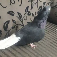 کبوتر پرشی تهرانی  کله توپی