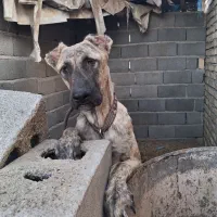 ماده سگ های خراسانی و سرابی اصیل