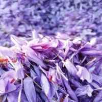 توزیع زعفران