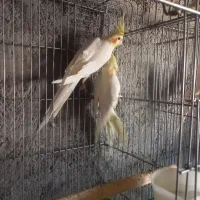 ۵جفت عروس هلندی یک جفت البینو و ۴جفت لوتینو|پرنده|بشاریات, |دیوار