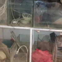 اکواریوم تکثیر