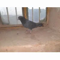 کفتر فروشی نر