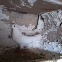 کبوتر شازده  گلی سفید