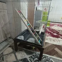 فروش فوری|لوازم جانبی حیوانات|نسیم‌شهر, |دیوار