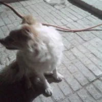 پاپی|سگ|فرخ‌شهر, |دیوار