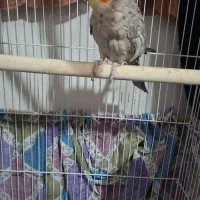 عروس هلندی|پرنده|قزوین, |دیوار