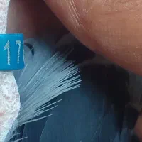 کفتر مسافتی درجه ا نژاد جان آردن|پرنده|کازرون, |دیوار