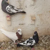 کبوتر ماده سینه سرکه ای|پرنده|شیراز, شیخ علی چوپان|دیوار
