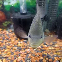 ماهی فلاور  معاوضه اکواریوم|ماهی|تهران, باغ خزانه|دیوار