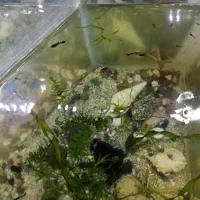 ماهی|ماهی|جهرم, |دیوار