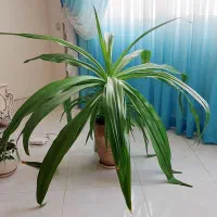 گل ذرتی|گل و گیاه طبیعی|شیراز, آبیاری|دیوار