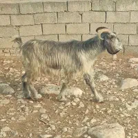 بز  سرقتی|حیوانات|اندیمشک, |دیوار