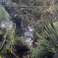 درخت کاج مطبخ