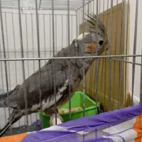 عروس هلندی|پرنده|تهران, اتابک|دیوار