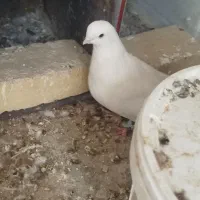 کبوتر|پرنده|حمیدیا, |دیوار