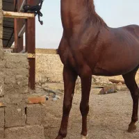 اسب|اسب و تجهیزات اسب‌سواری|شیراز, کوشک بیدک|دیوار