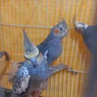 عروس هلندی|پرنده|اسفراین, |دیوار