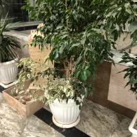 استخدام در بخش خدمات هتل مکریان