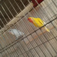 ۱ جفت کوتوله برزیلی|پرنده|آذرشهر, |دیوار