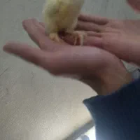 جوجه برهما لایت اصل اصل مرغ  و خروس برهما|حیوانات مزرعه|مشهد, رسالت|دیوار