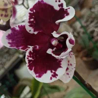 ارکیده بالغ گلدار و آماده گل دهی