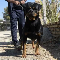 سگ روتوایلر اصیل توله سگ روتوایلر از نسل وارداتی|سگ|تهران, سعادت‌آباد|دیوار