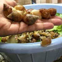 حلزون آچاتینا|خزنده|تهران, صادقیه|دیوار