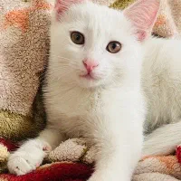 گربه|گربه|چناران, |دیوار