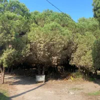 541-متر-زمین-نزدیک-جنگل-کاج-سندتکبرگ-مسکونی