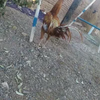 لاری ابرش|حیوانات مزرعه|طرقبه, |دیوار