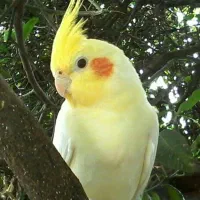 یک عروس هلندی پیدا شده