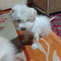 سگ شیتزو جنسیت نر|سگ|ری, اقدسیه|دیوار