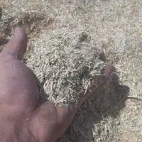 فروش کاه گندم خرمن کوب درجه یک