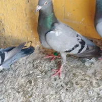 جفت سبز حمالی ۸۰ تومان