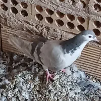 ماده نقره ای