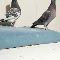 کفتر کبوتر|پرنده|مشهد, نیزه|دیوار