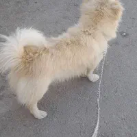 سگ پا کوتا دستتی با هوش