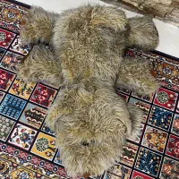 سگ عروسکی